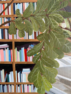 Close up details of the fiddle leaf fig tree in Jenny Wagner Studio Original Acrylic painting, Rooted in Place