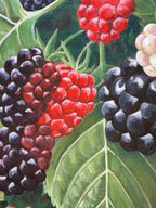 Close-up of ripe blackberries and still ripening red berries with layered acrylic brushstrokes.